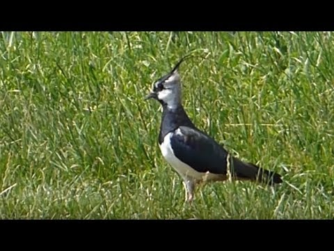 Ptice Hrvatske - Vivak, mužjak  (Vanellus vanellus) (Birds of Croatia - Lapwing, male) (2/2)