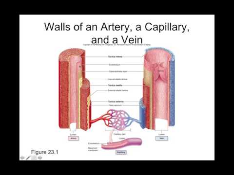 Chapter 23 Blood Vessels Part1