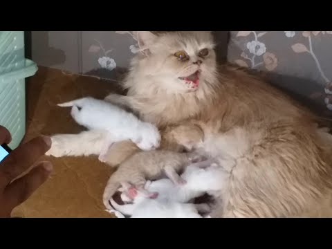Punch Face Golden Cat Giving A Birth To Five Newborn Cute Kittens And Cat Licking Her Kittens