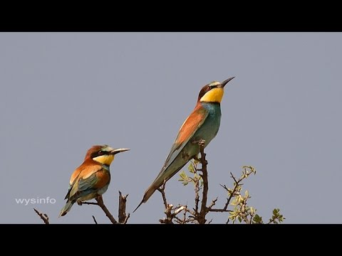 Wysinfo Docuwebs: Birds Without Boundaries Collage