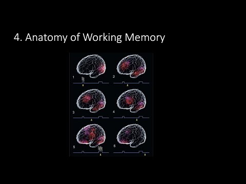 9.4. Anatomy of Working Memory, Fundamentals of Cognitive Neuroscience Course, Session 9, Part 4