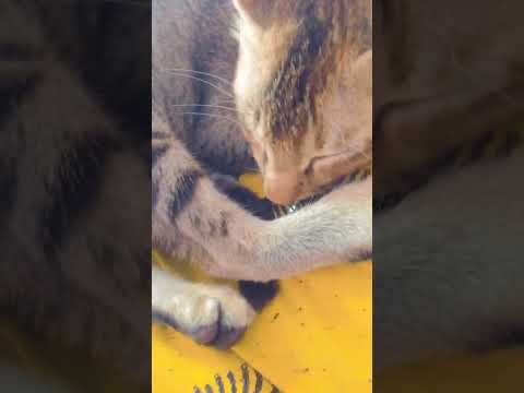 #trendingshorts #manika#cutebabycat #shorts #sleeping