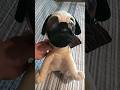 NANCO 2005 LARGE TWISTED WHISKERS SAD EYES PUG PLUSH HTF