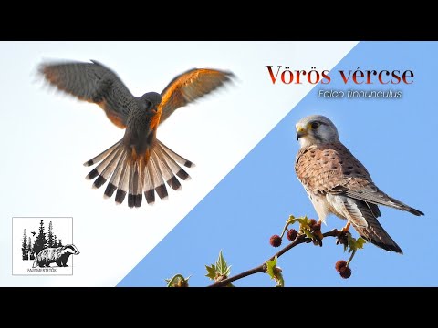 Vörös vércse