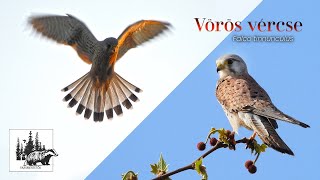 Vörös vércse – fajismertető videó