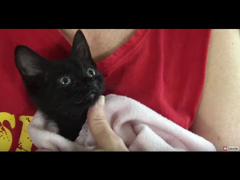 How to Treat a Kitten or Cat at Home for Nasal Congestion