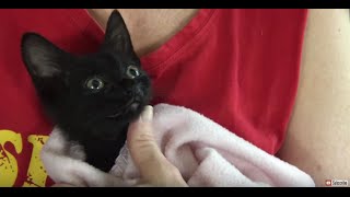 How to Treat a Kitten or Cat at Home for Nasal Congestion