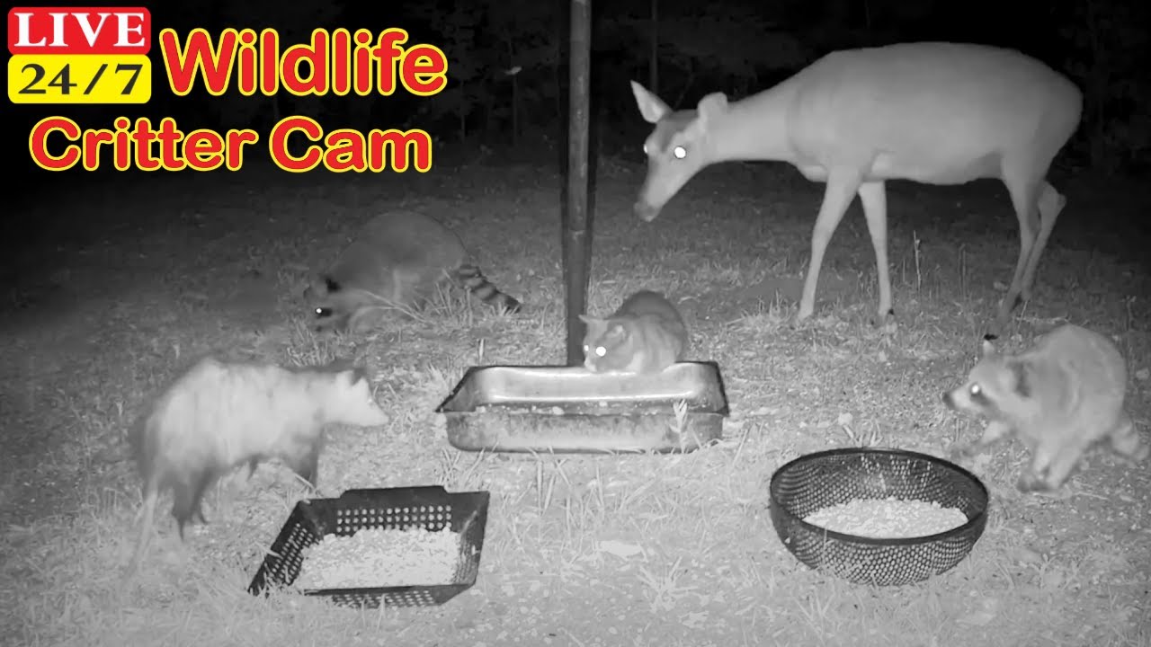 SC Wildlife Live TV Critter Wild Life #Animals Cam #LIVE #Raccoon Opossum #Fox #Deer #Squirrel #Cats
