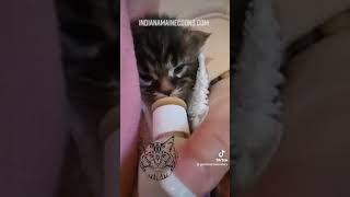 Maine Coons! 275797136 624889155427977 879324316695862804 n 921