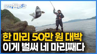 방송 녹화 중 찍힌 실제 상황! 어부들도 보기 힘든 물고기가 설마했는데 “또” 낚시로 줄줄이 잡아버렸다｜성인 남성급 힘겨루기｜바다의 괴물 6자 대형 돌돔｜성난 물고기｜#골라듄다큐
