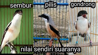 Download lagu 3 jenis cendet gacor berkualitas mp3 Download lagu 3 jenis cendet gacor berkualitas mp3