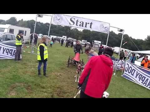 Ströhen 2016 6 Hunde Start