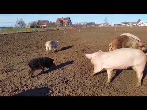, title : 'Rüsselheim e.V. - Schweine wollen leben'