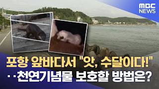 포항 해안가서 수달 목격‥ 보호 조치 필요 (2026.04.24/뉴스데스크/포항MBC)