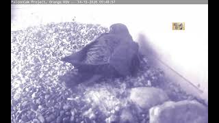 Box Camera - FalconCam Project LIVE live webcam