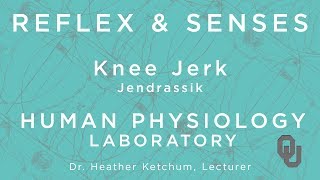 Knee Jerk - Jendrassik for students | Reflex & Senses | Human Physiology | Dr. Ketchum Knee Jerk - Jendrassik for students | Reflex & Senses | Human Physiology | Dr. Ketchum