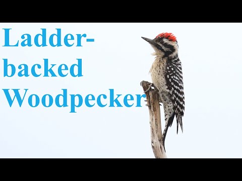 At Your Feeder: Ladder-backed Woodpecker