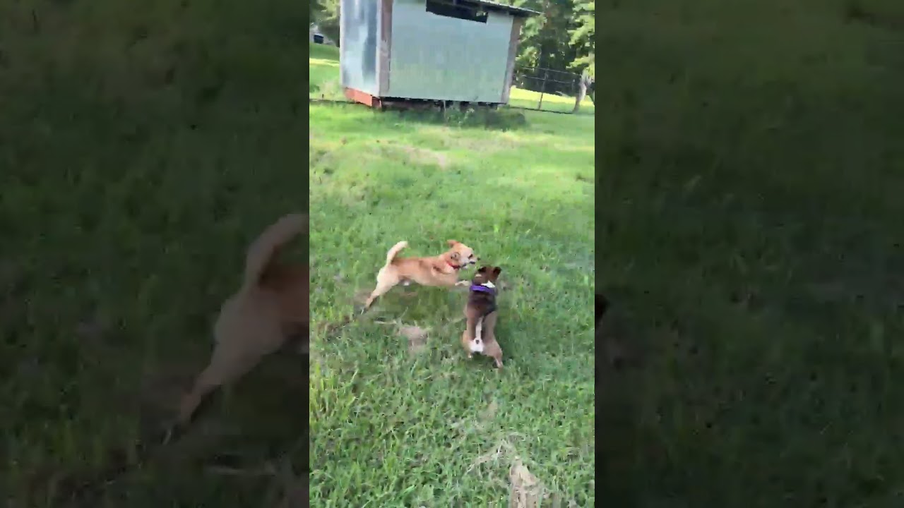 Remi, a Adoptable Chihuahua in Richmond, VA video 5/6
