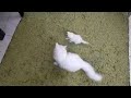 Mother Cat Attack Kitten