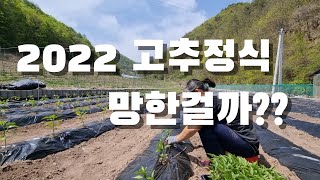 2022 올해 고추농사 망한걸까? 작년보다 더 빨라지면 어떡하냐고..