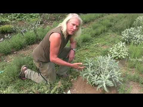 Big Medicine White Sage (Salvia apiana)