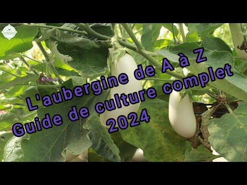 , title : 'L'aubergine de A à Z : Guide de culture complet 2024'