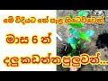 Tea Pela Sitawamu මේ විදියට තේ පැල හිටෙවිවොත් මා�