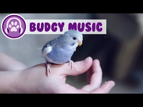 Relax My Budgie - Relaxing Music for Budgies!