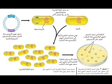 تكنولوجيا الحمض النووي - الجزء الثالث - بريدج