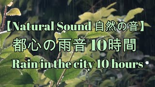 【Natural Sound 自然の音】都心の雨音 10時間「Rain in the city 10 hours」#001