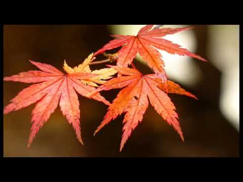 Viễn phương chiều gió - Ngọc Quy