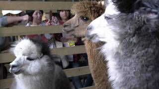 preview picture of video 'けんぶちビバアルパカ牧場 @北海道剣淵町 VIVA ALPACA FARM in Kenbuchi Hokkaido'