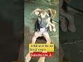 #short#vedio#viral#vedio#pet#animal#dog#lover#like#comment#share##