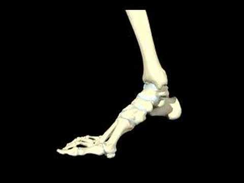 What is Tibialis Dysfunction?