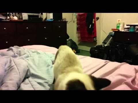 Siamese cat playing fetch