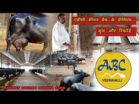  ABC veeravalli seman bank ke premium bull✨️एबीसी सीमन बैंक के बुल, रिकॉर्डi@Manjeetlochabmurrhafarm