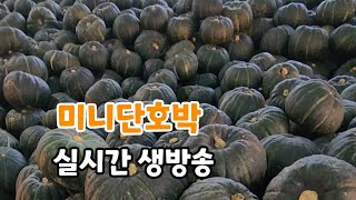 솔바위농원 라이브 스트리밍 중