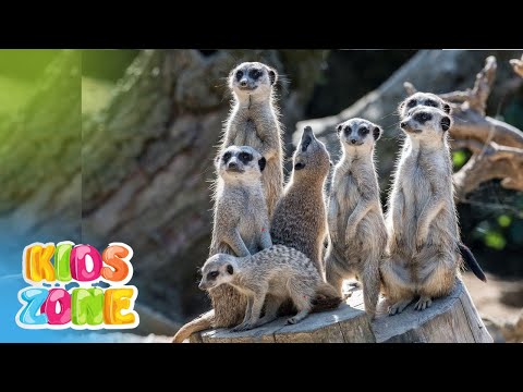 Animal Group Names for Kids | Collective Noun for Group of Animals | Animals & their Group Names
