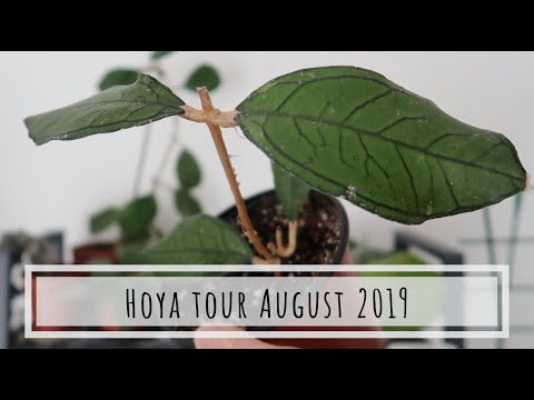 , title : 'Hoya tour: August 2019'