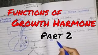 Growth hormone and its function part 2, protein synthesis