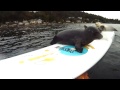 Seal Pups Have Trouble Getting o... (simča) - Známka: 1, váha: střední
