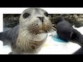 Seal Pup Slip n' Slide (surfboard remote camera ...