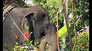 Elephant Trekking à Phuket, Thaïlande