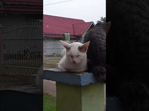 two best friends cats