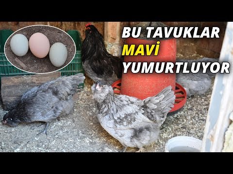 download lagu mp3 mp4 Mavi Yumurta Yumurtlayan Tavuk, download lagu Mavi Yumurta Yumurtlayan Tavuk gratis, unduh video klip Mavi Yumurta Yumurtlayan Tavuk