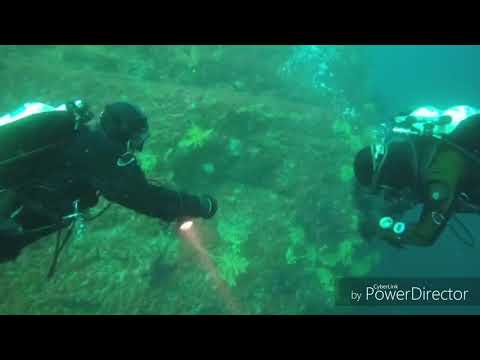 SAFE DIVING DIR/HOGARTHIAN - Banco di Santa Croce (IT)