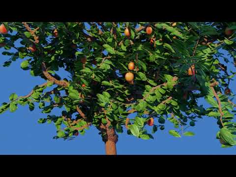 Blender Geometry Node Procedural Orange Trees