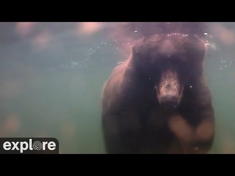 Live webcam view of Underwater Salmon Run Cam