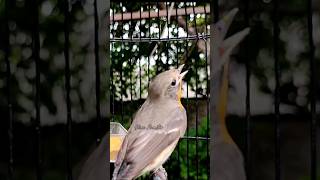 Download lagu mugimaki gacor #kicaumonster #kicaumania #birds mp3