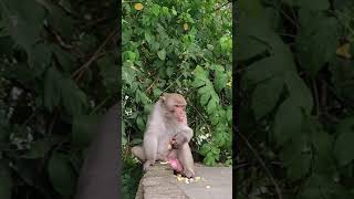 Download lagu monkey colmek#shorts mp3